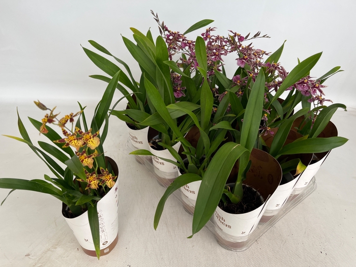 <h4>BRASSIA SUMMER DREAM</h4>