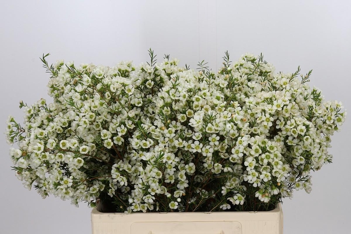 <h4>Chamelaucium Ivory Pearl</h4>