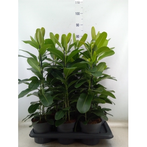 Ficus microcarpa 'Smile'