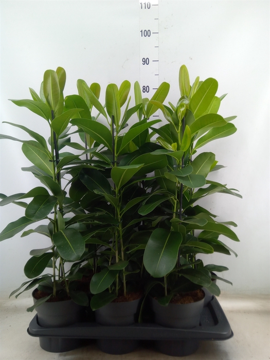 <h4>Ficus microcarpa 'Smile'</h4>