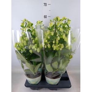 Kalanchoe  'Magic Bell'