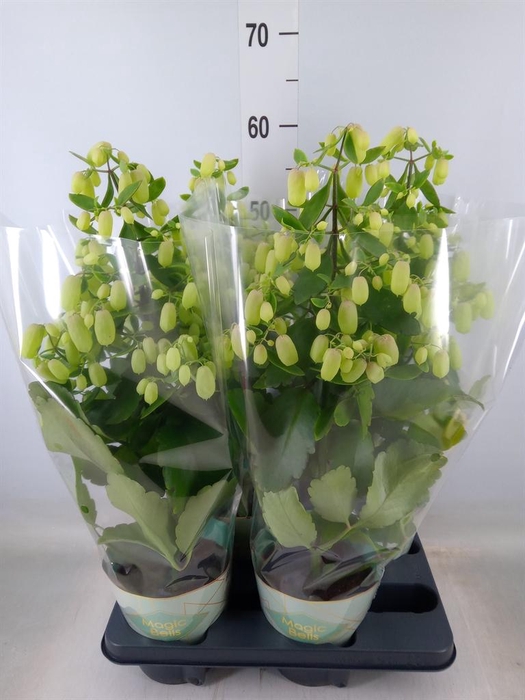 <h4>Kalanchoe  'Magic Bell'</h4>