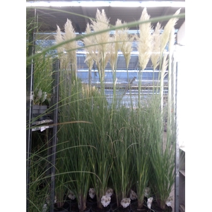 Cortaderia sell.