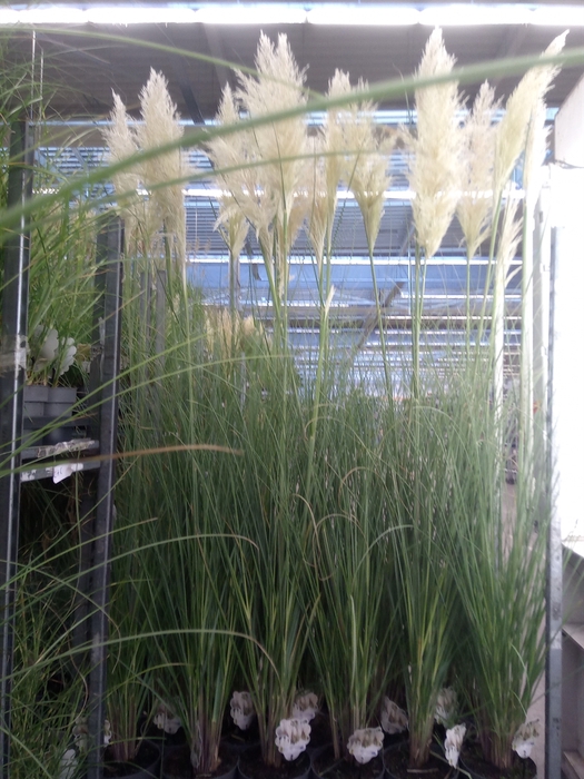 <h4>Cortaderia sell.</h4>