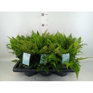 Polystichum tsussimense