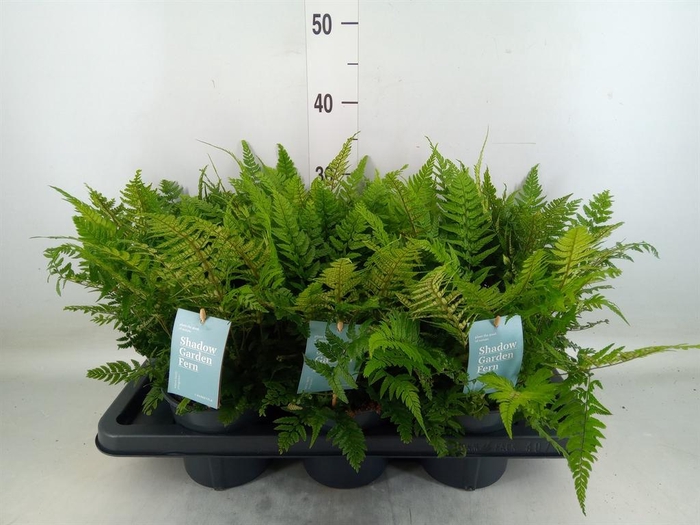 <h4>Polystichum tsussimense</h4>