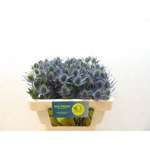 ERYNGIUM MAGICAL BLUE LAGOON