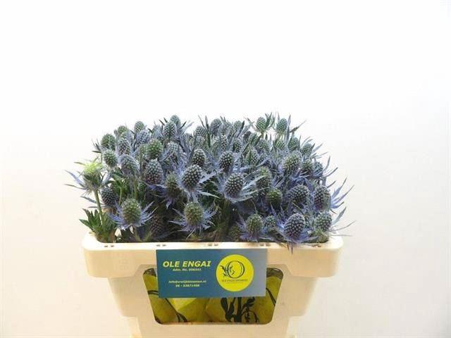 <h4>ERYNGIUM MAGICAL BLUE LAGOON</h4>
