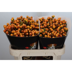 Hypericum Wx Classic Gold