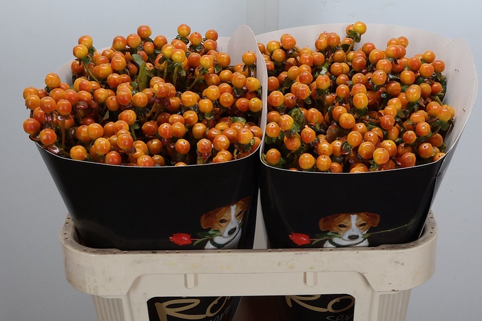 <h4>Hypericum Wx Classic Gold</h4>