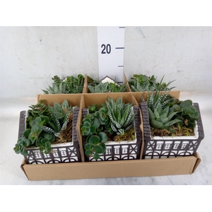 Arr.   Kamerplant Groen L%
