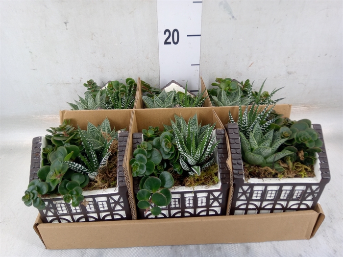 <h4>Arr.   Kamerplant Groen L%</h4>