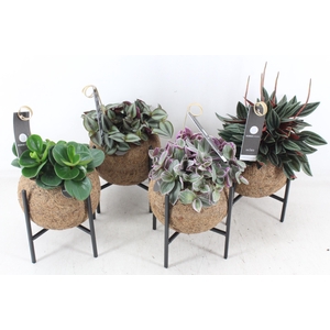 arr3 Kokoplant - Industrial groenmix 8X