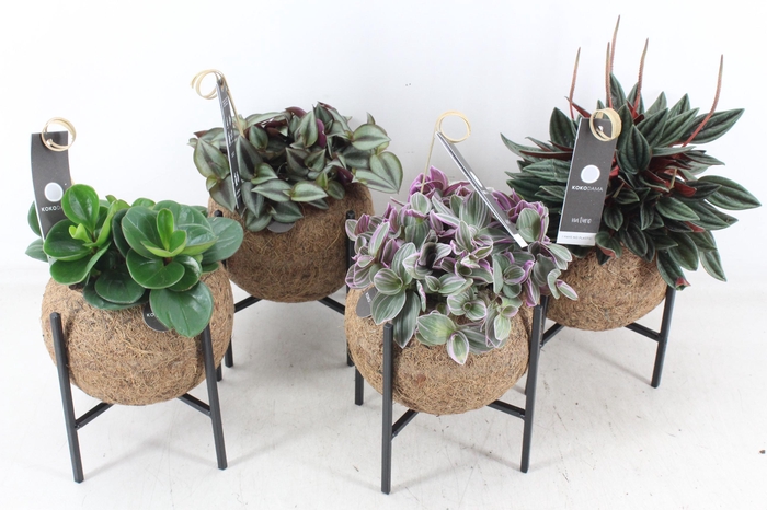 <h4>arr3 Kokoplant - Industrial groenmix 8X</h4>