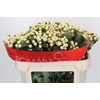 Hypericum Cool Romance Spray