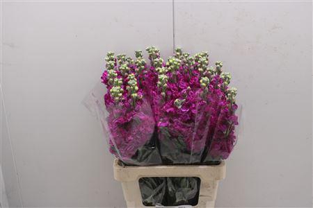 <h4>Matth Iron Rose</h4>