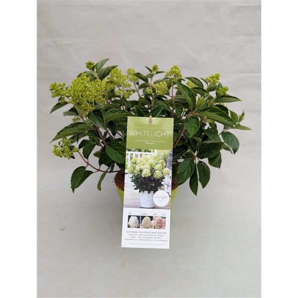 <h4>Hydrangea pan. IMPORT Whitelight 17cm</h4>