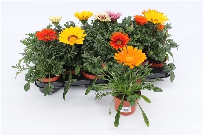<h4>Gazania Gemengd</h4>