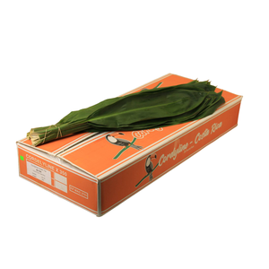 CORDELINE GREEN TIE *60* CM TUKAN