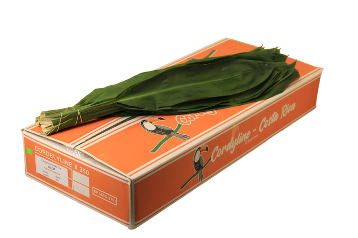 <h4>CORDELINE GREEN TIE 60 CM TUKAN</h4>