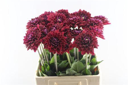 <h4>Dahl Red Runner</h4>