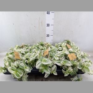 Tradescantia  'Brightness'