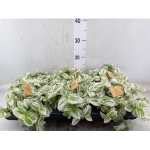 Tradescantia  'Brightness'