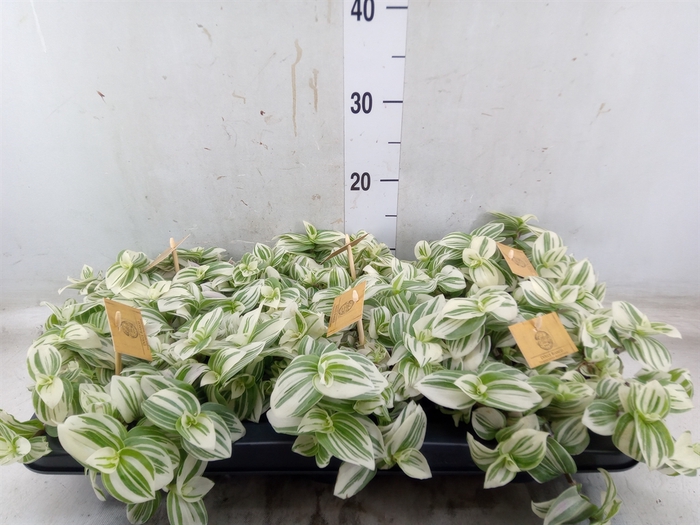 <h4>Tradescantia  'Brightness'</h4>