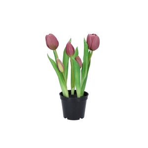 Silk Tulip In Pot 5x Mauve 26cm Nm