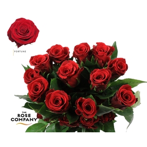 Rosa Ec Fortune