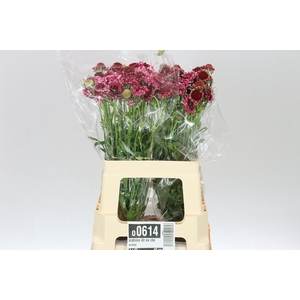 Scabiosa Atr Sw Che Scoop