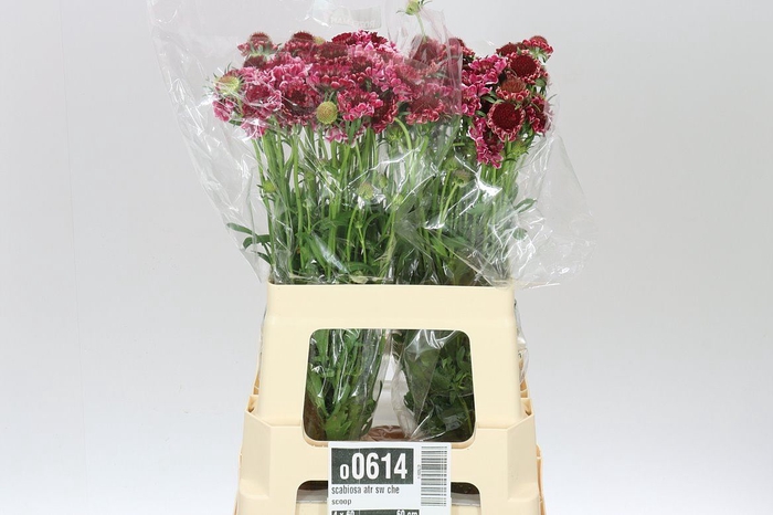 Scabiosa Atr Sw Che Scoop