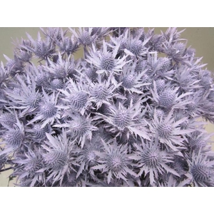 Eryn Orion Licht Milka L50