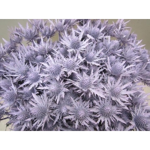 Eryn Orion Licht Milka L50