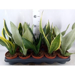 Sansevieria trifa.   ...