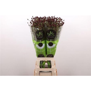 Sanguisorba Of Bl Dream Select