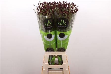 <h4>Sanguisorba Of Bl Dream Select</h4>