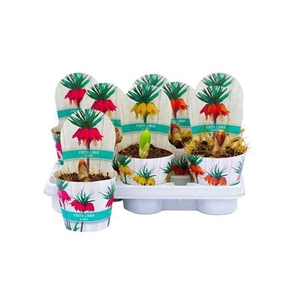 ** Fritillaria Mix * Spring Deal *