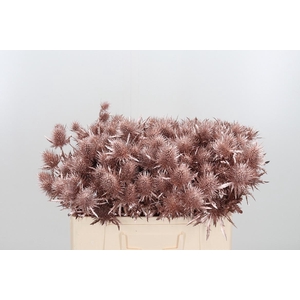 Eryn Supernova Kl Bh Champagne