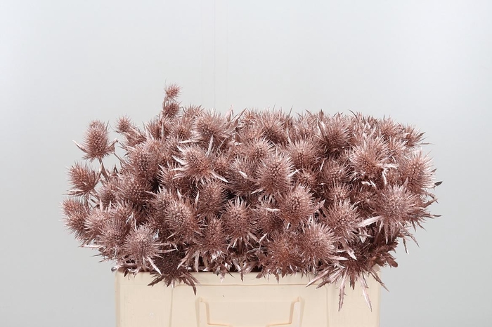 <h4>Eryn Supernova Kl Bh Champagne</h4>