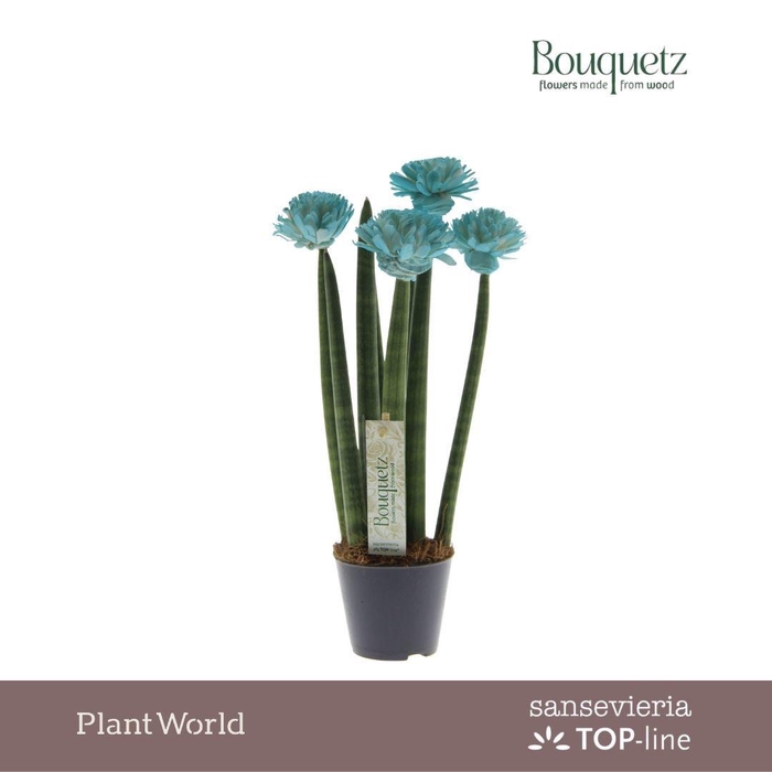 <h4>Sansevieria TOP-line Bouquetz Aqua P8,5</h4>