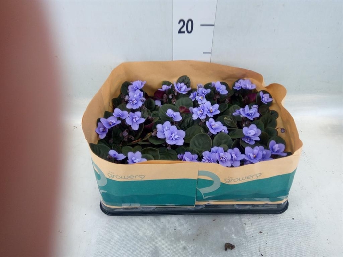 <h4>Saintpaulia   ...</h4>