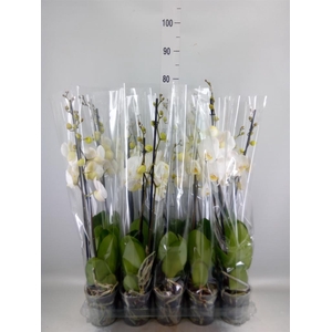 Phalaenopsis   ...white