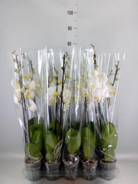 <h4>Phalaenopsis   ...white</h4>