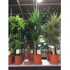 Yucca overig