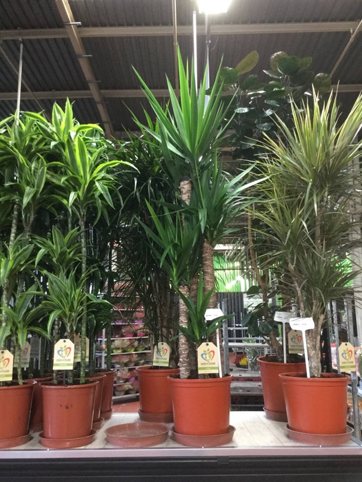 Yucca overig