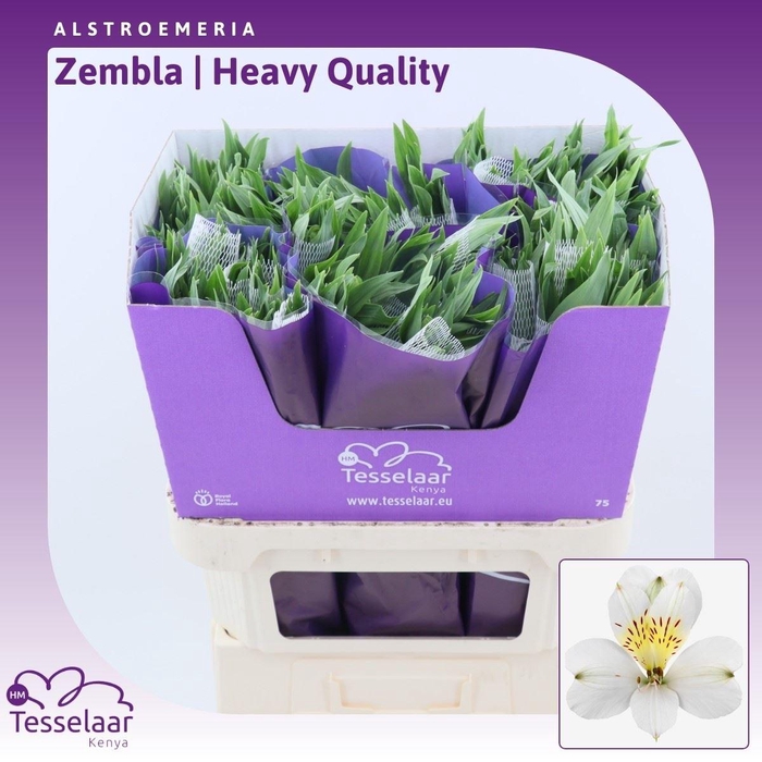 <h4>Alstroemeria Zembla | Heavy Quality</h4>