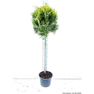 THUJA O BRABANT