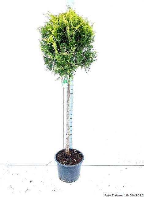 <h4>THUJA O BRABANT</h4>