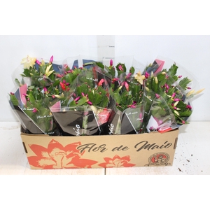 FLOR DE MAIO P15